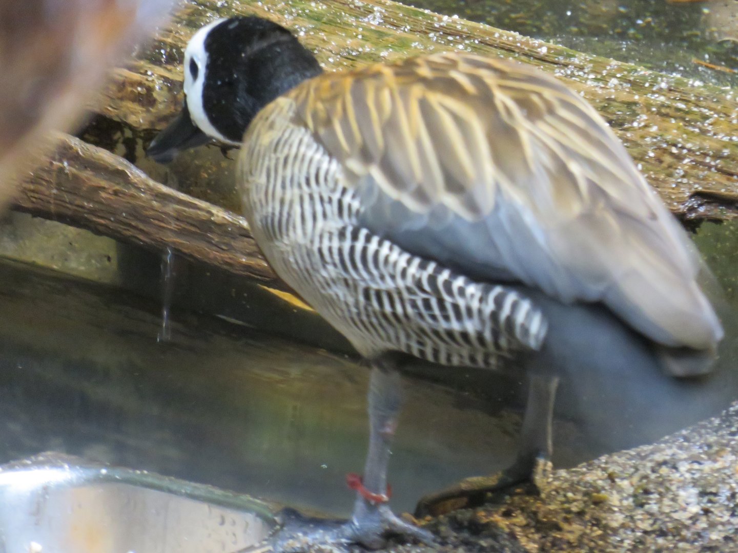 White-faced whistling duck