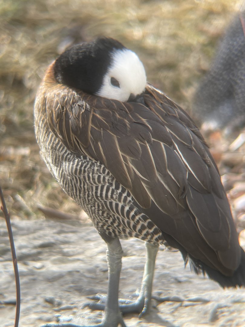 White-faced Whistling Duck