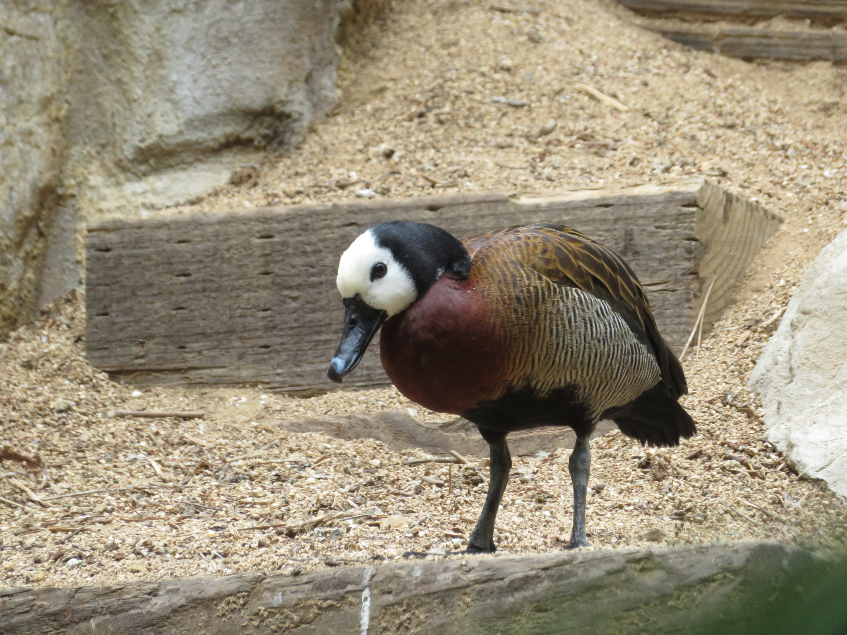 White-faced Whistling Duck