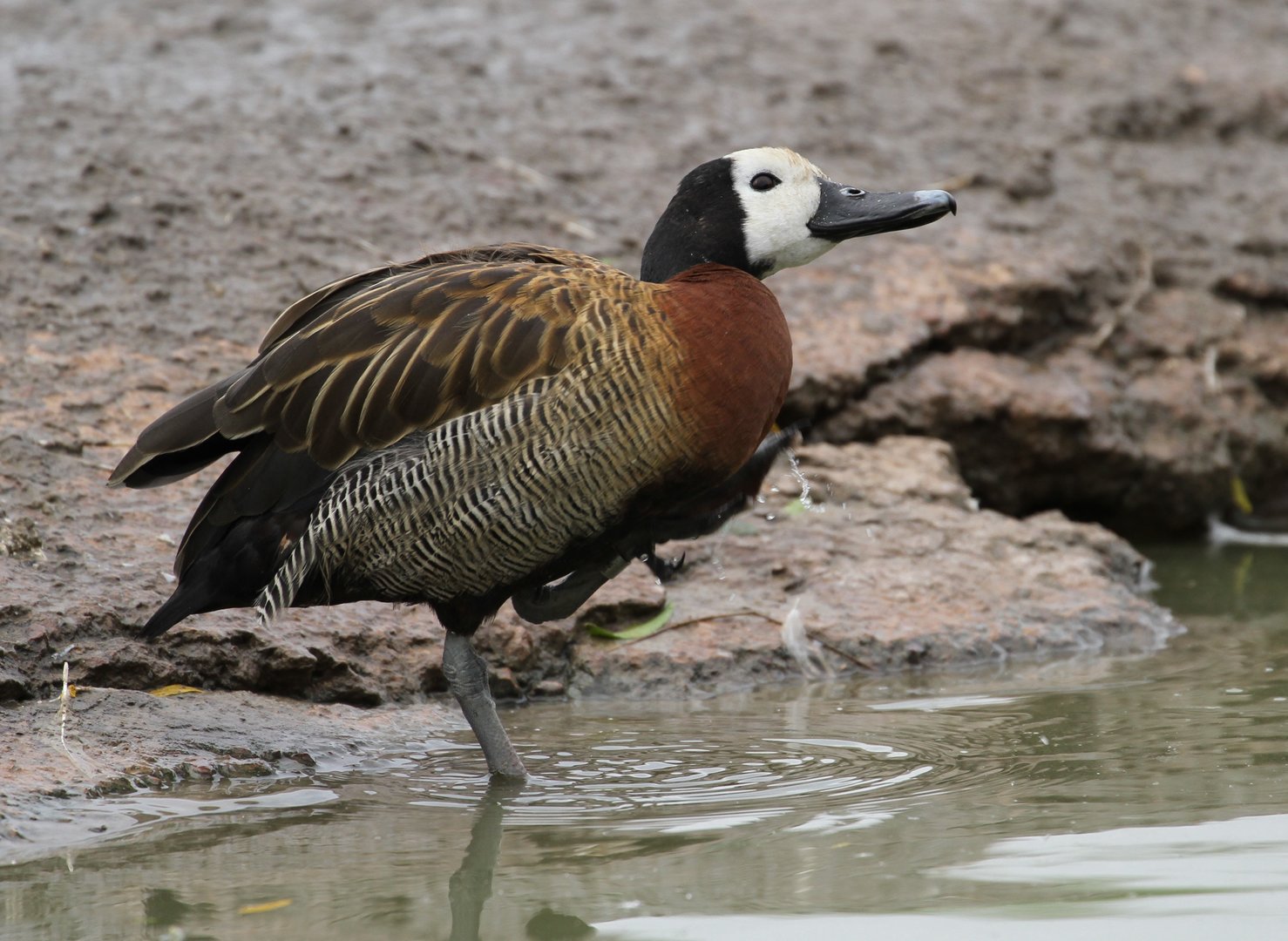 White-faced Whistling Duck