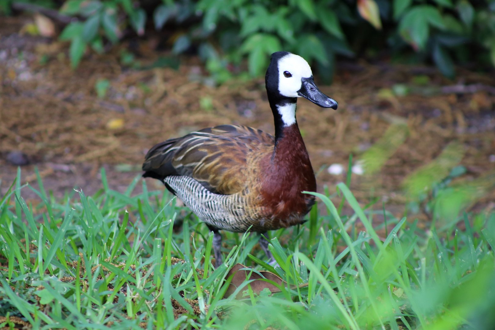 White-faced Whistling-duck