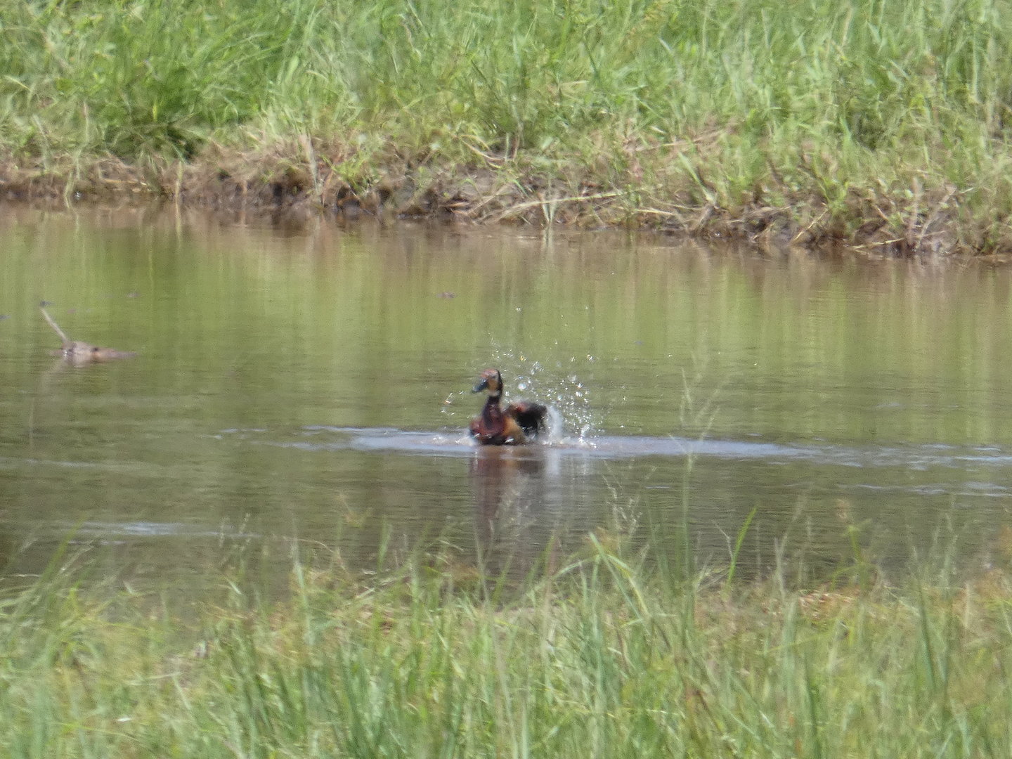 White-faced whistling duck
