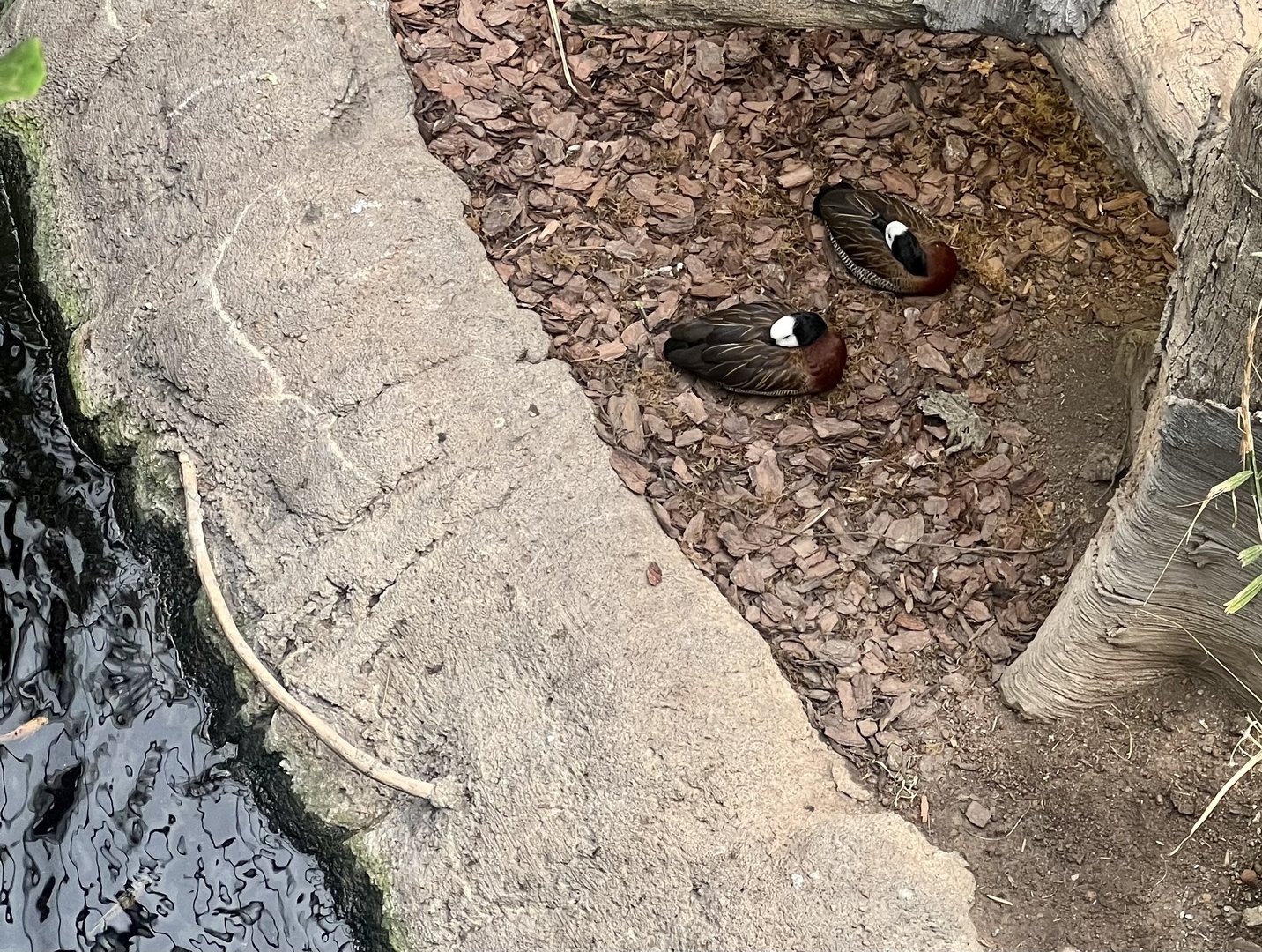 White-faced Whistling Duck