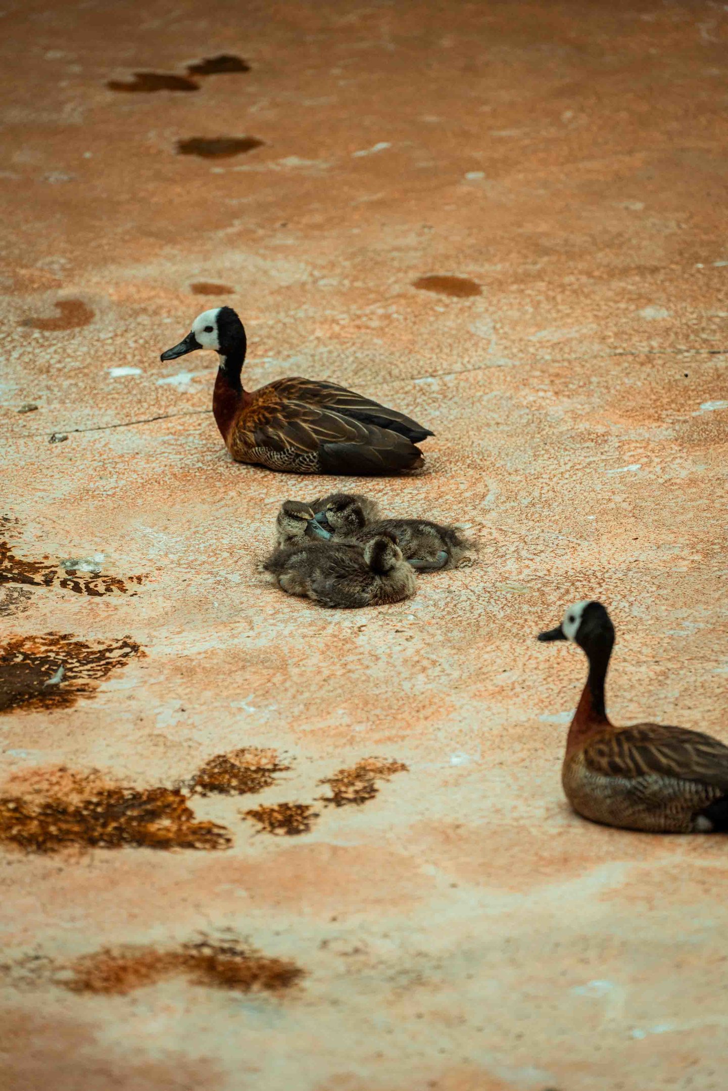 White-Faced Whistling Duck