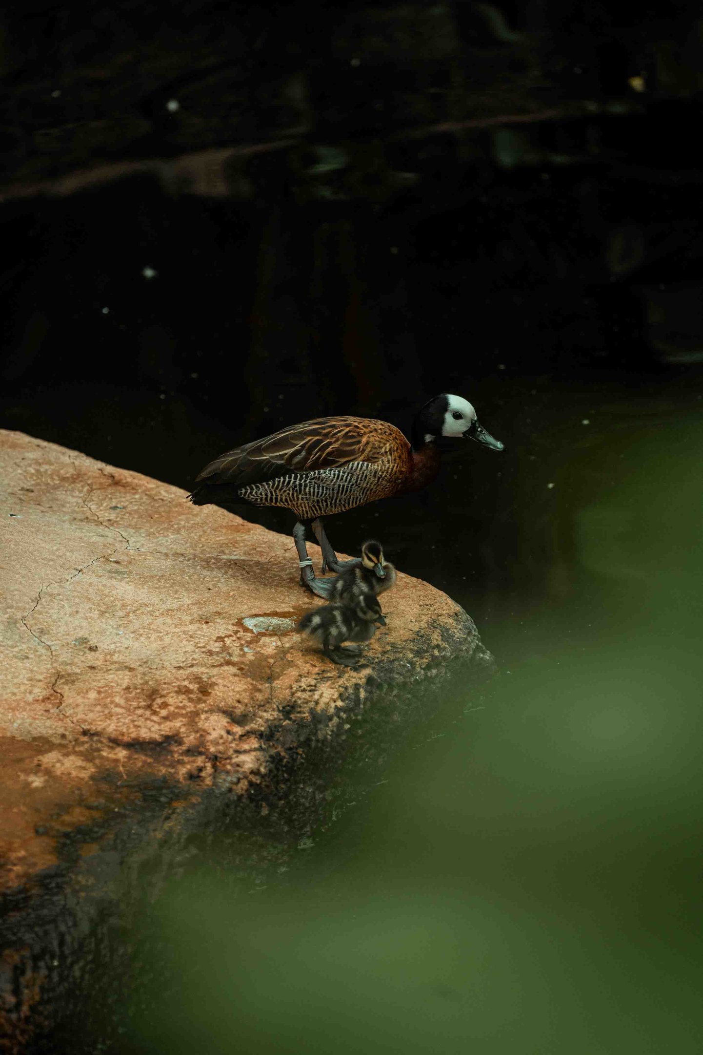 White-Faced Whistling Duck