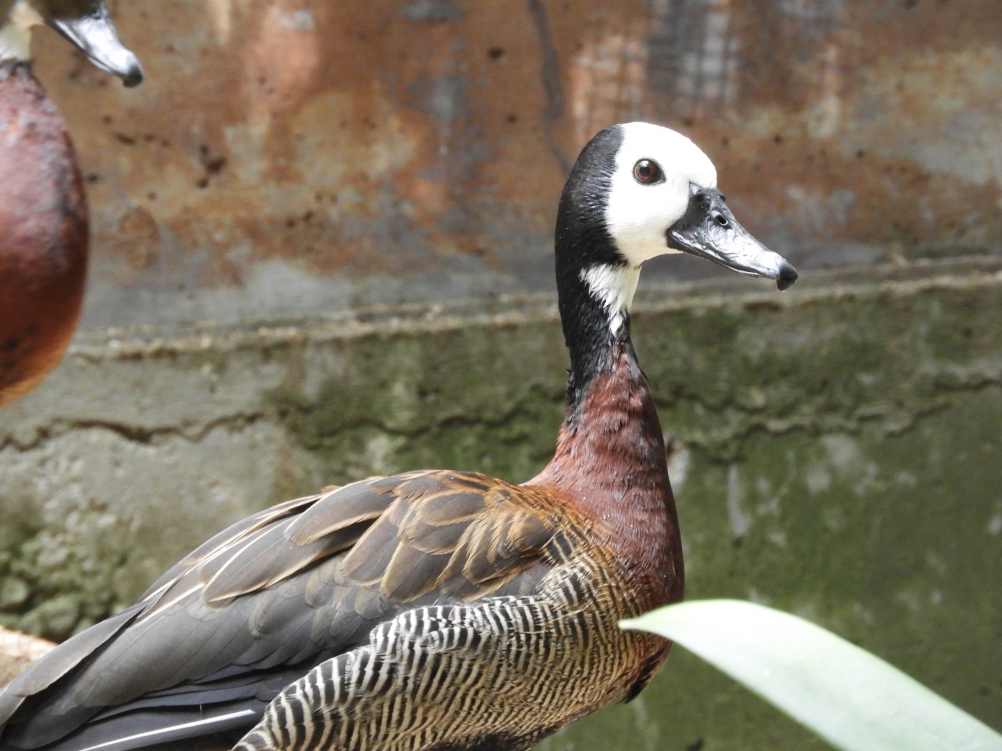 White-faced whistling duck
