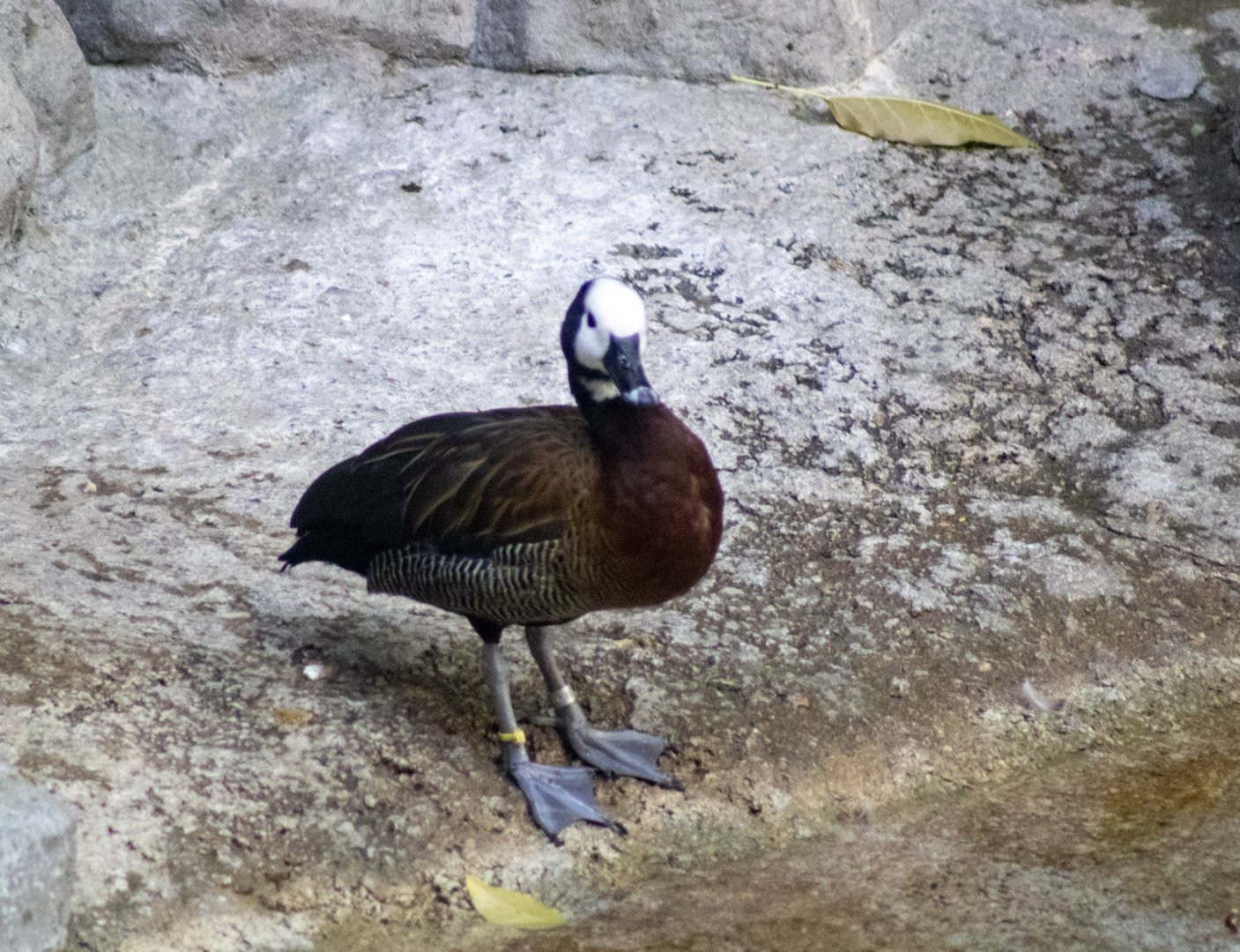 White-faced Whistling Duck
