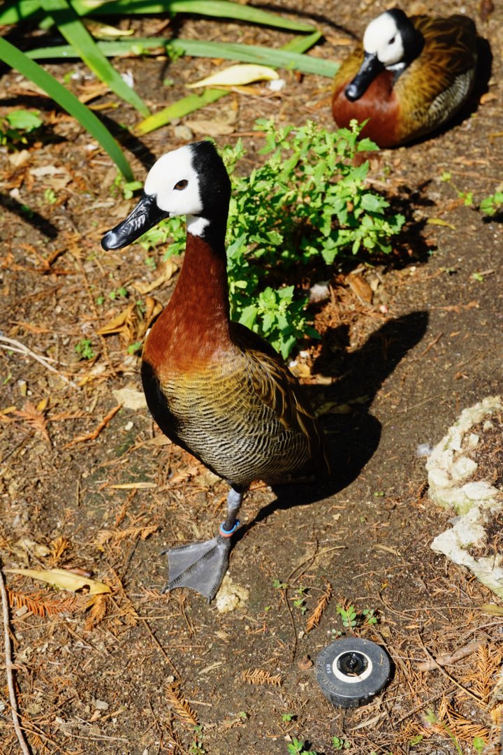 White-Faced Whistling Duck