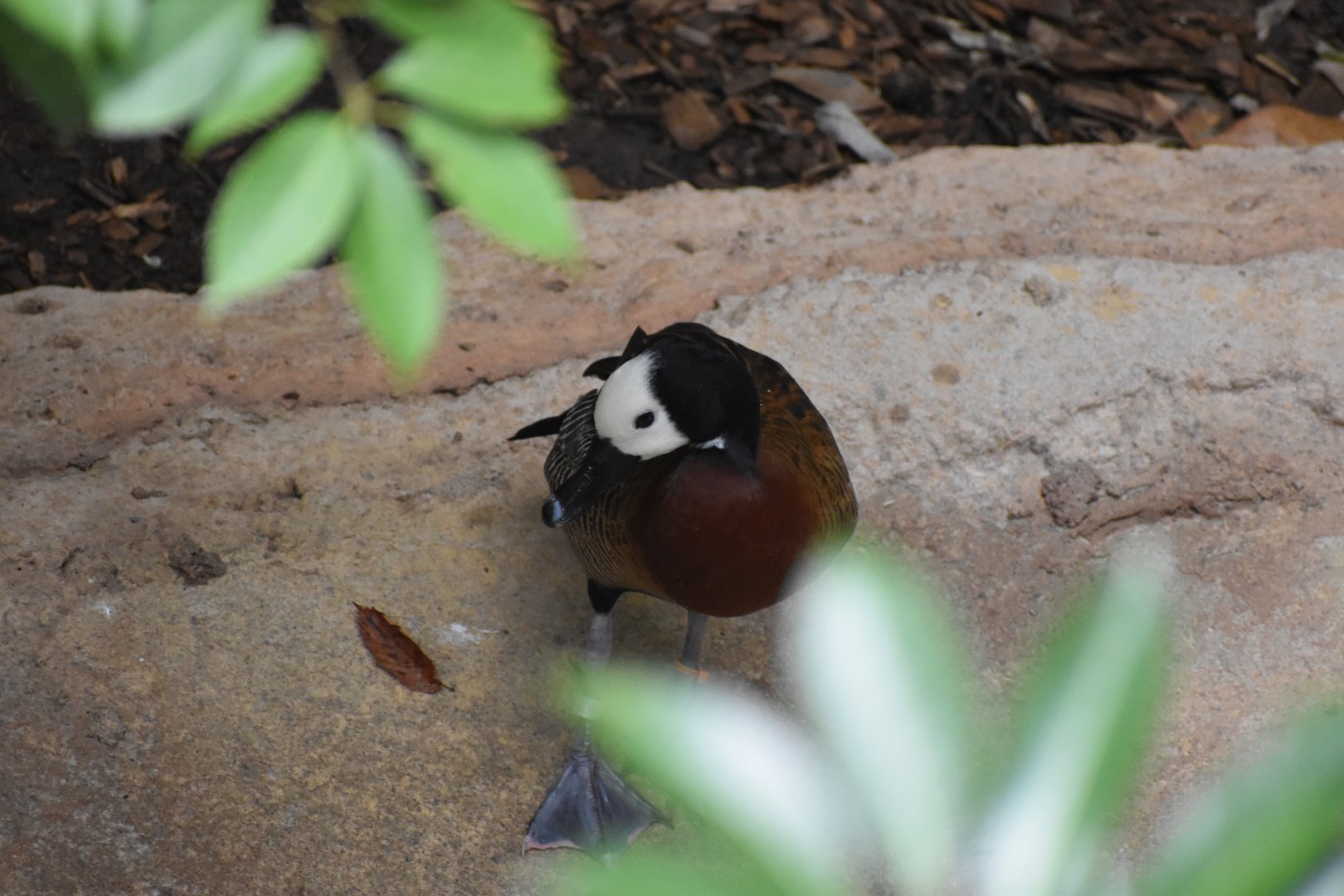 White-faced Whistling Duck