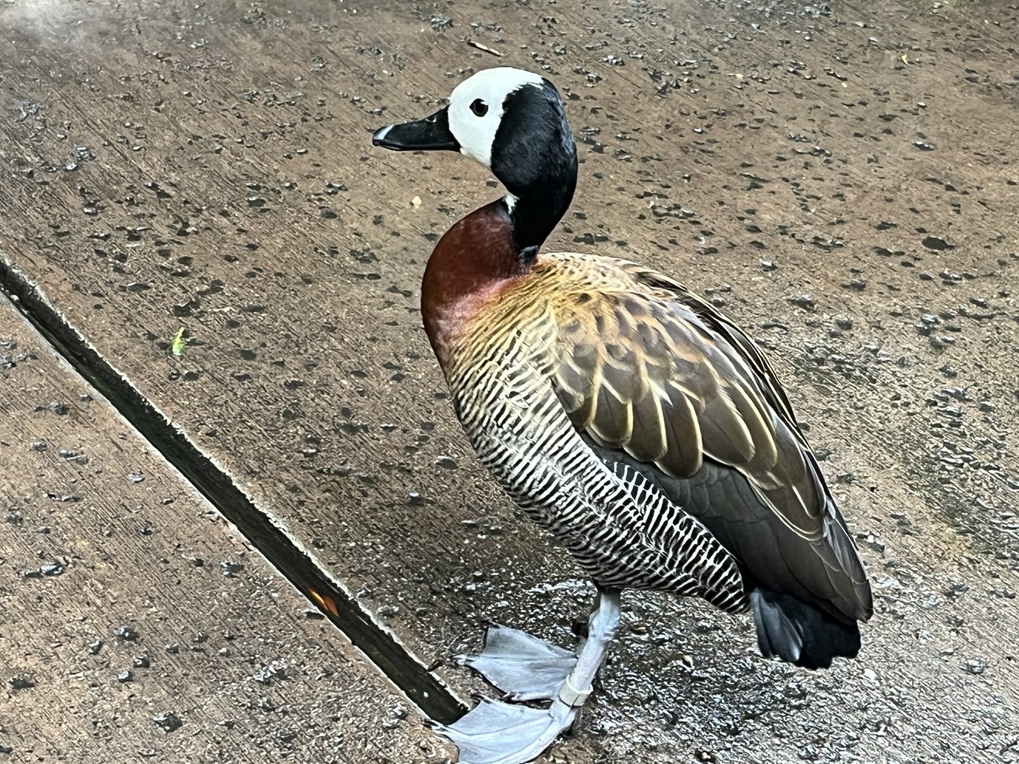 White-faced Whistling Duck