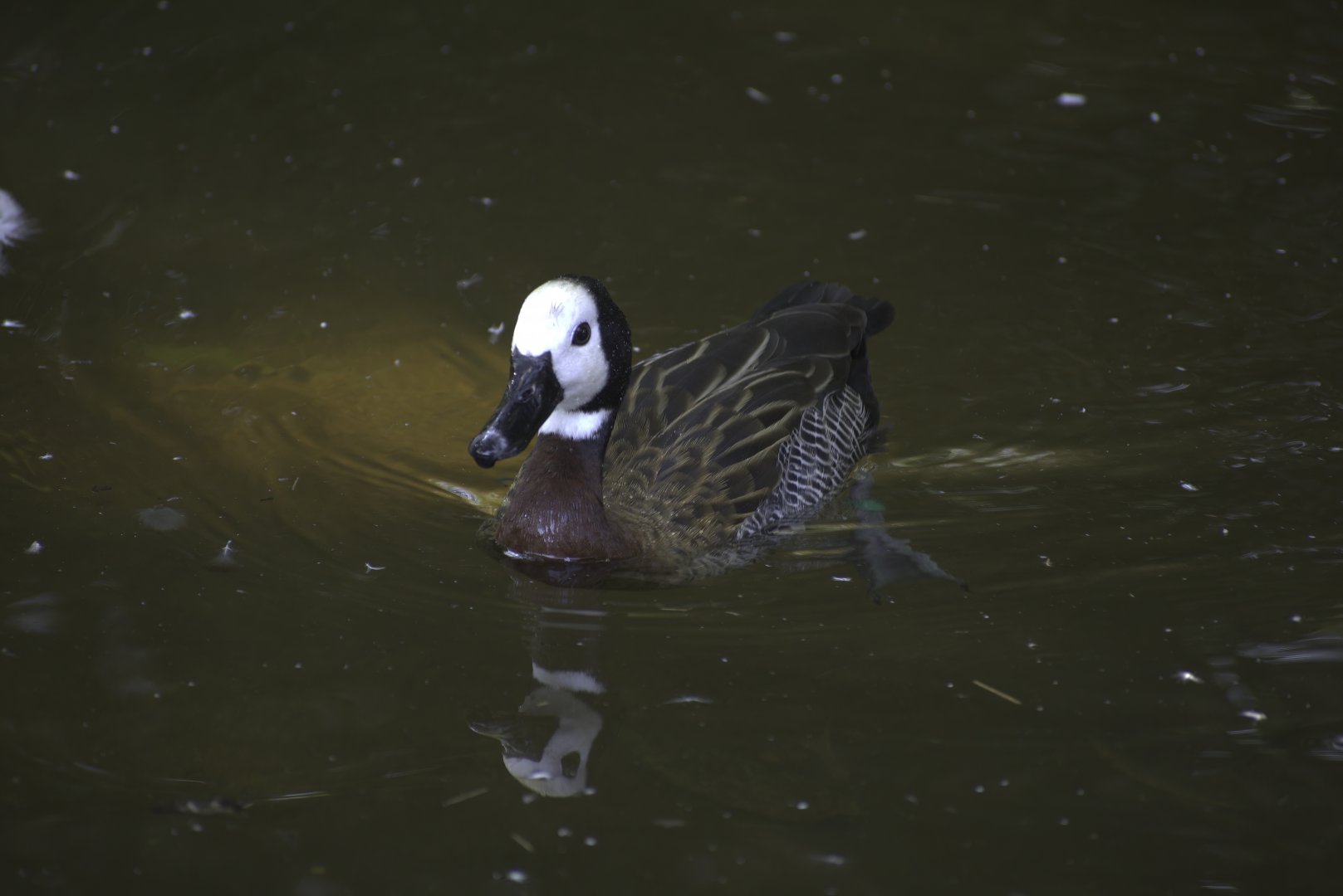 White-faced Whistling Duck