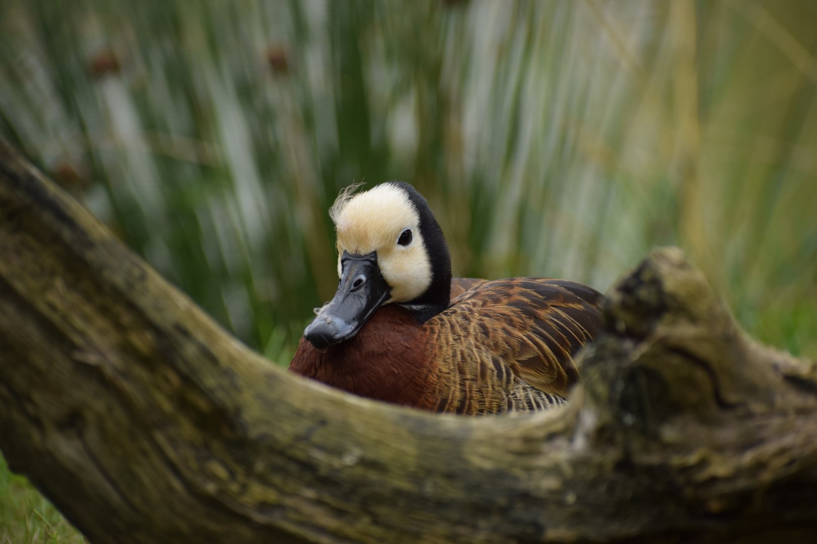 White-faced whistling duck