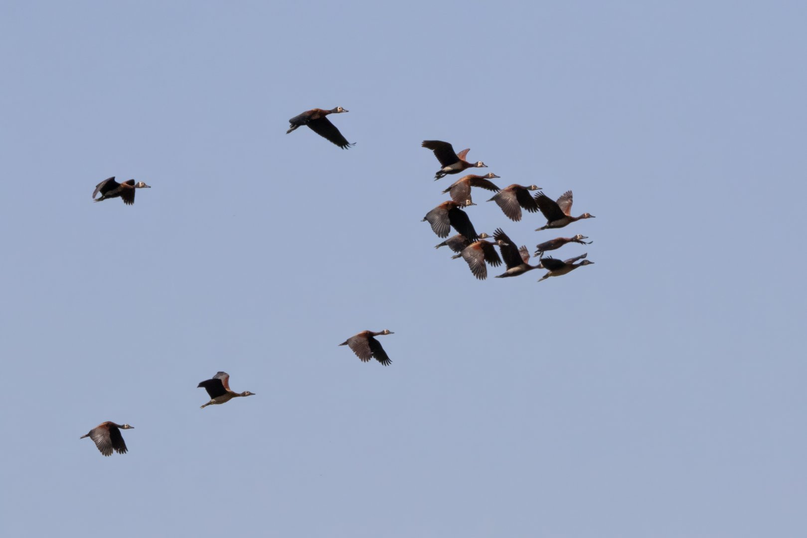 White-faced Whistling Duck