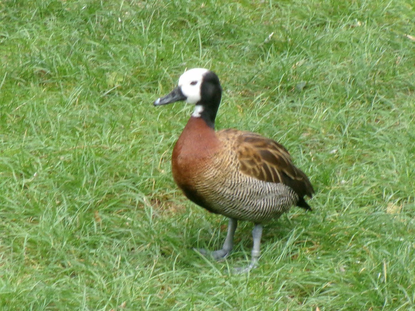 White-faced whistling duck