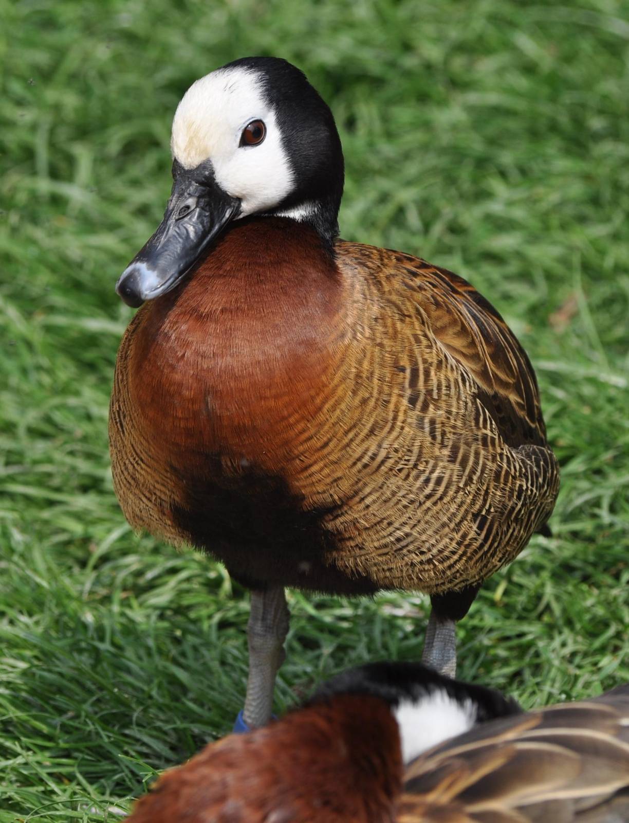 White Faced Whistling Duck