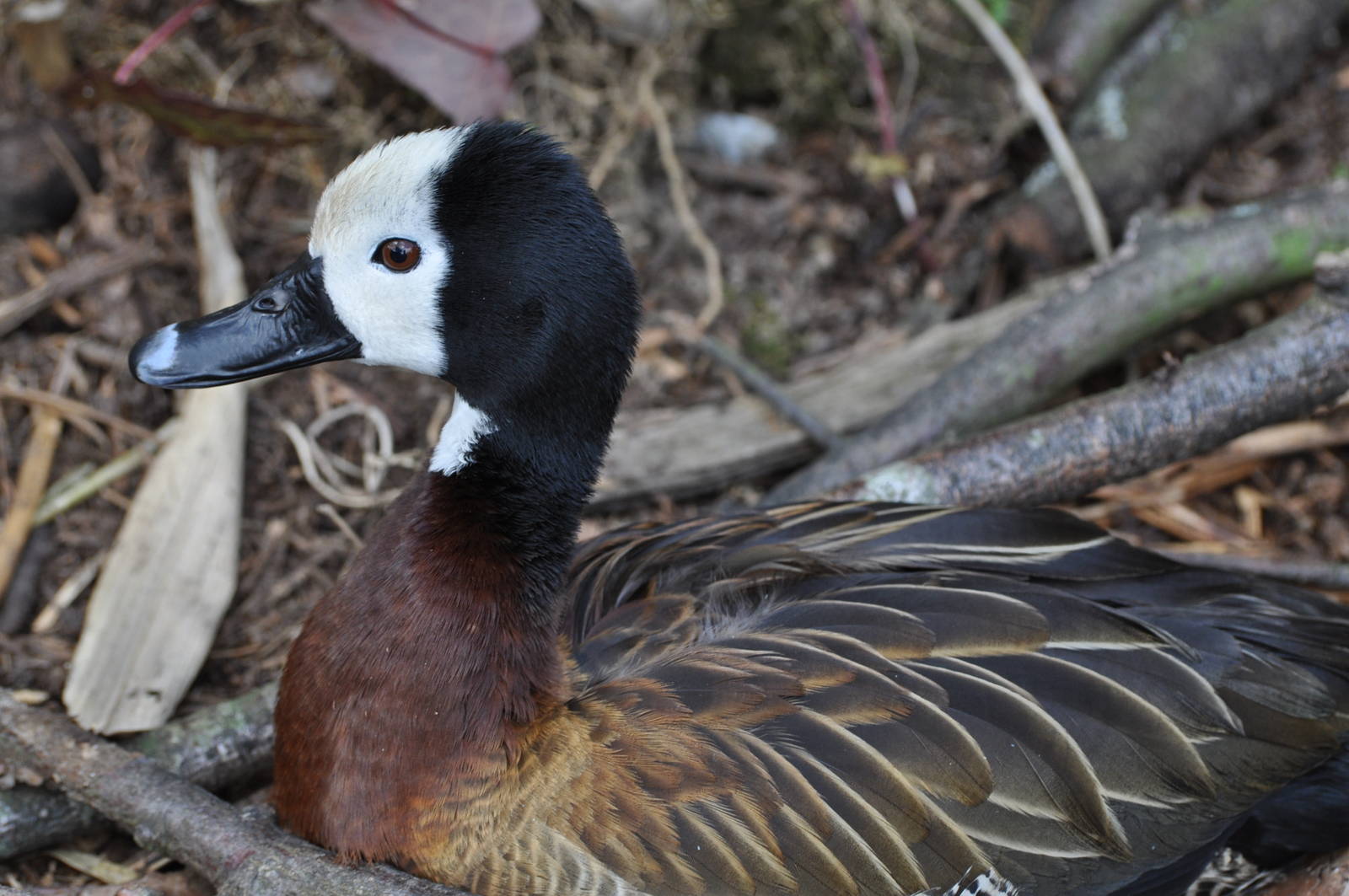 White Faced Whistling Duck