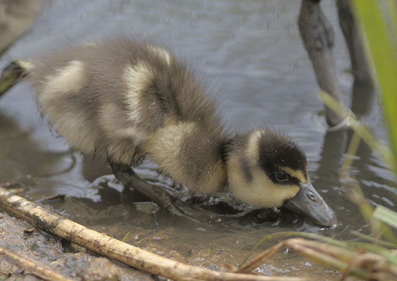 White-faced whistling duckling
