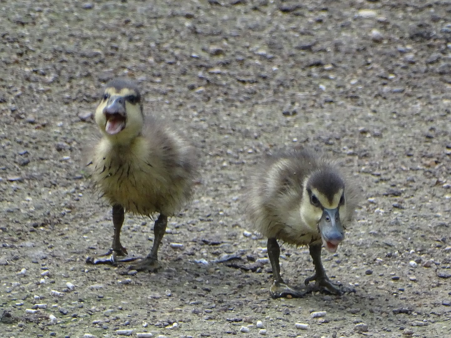 White-faced Whistling ducklings, 26th July 2025