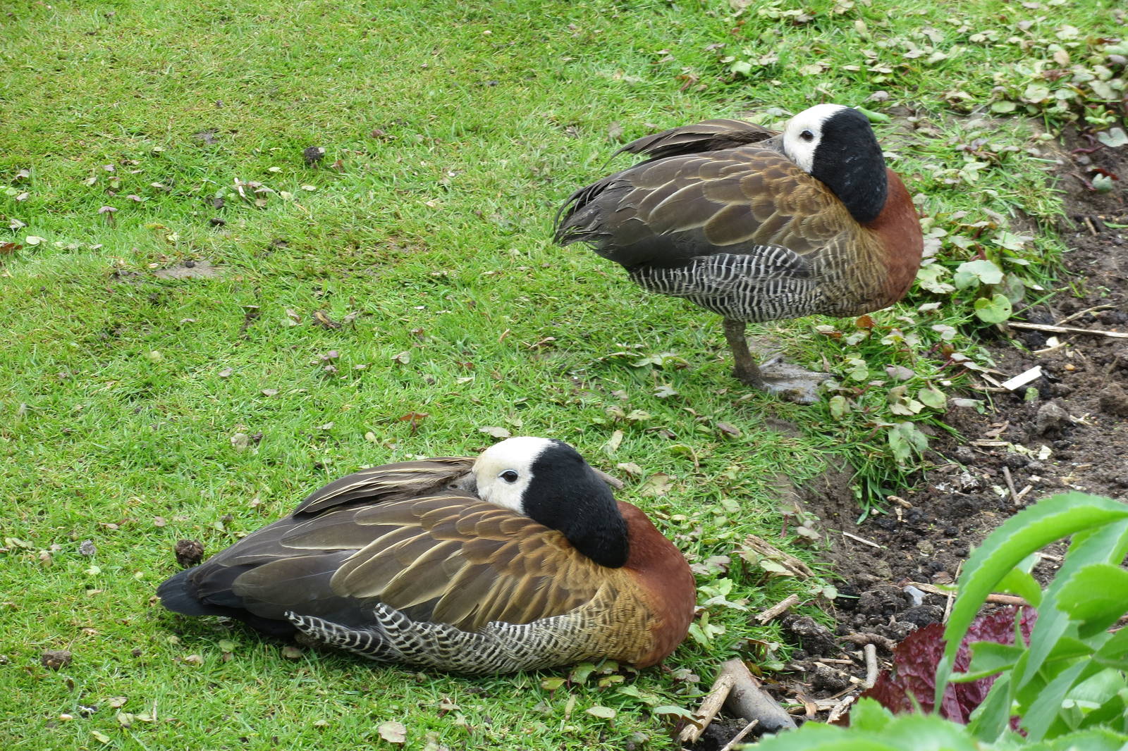 White-faced Whistling Ducks 090515
