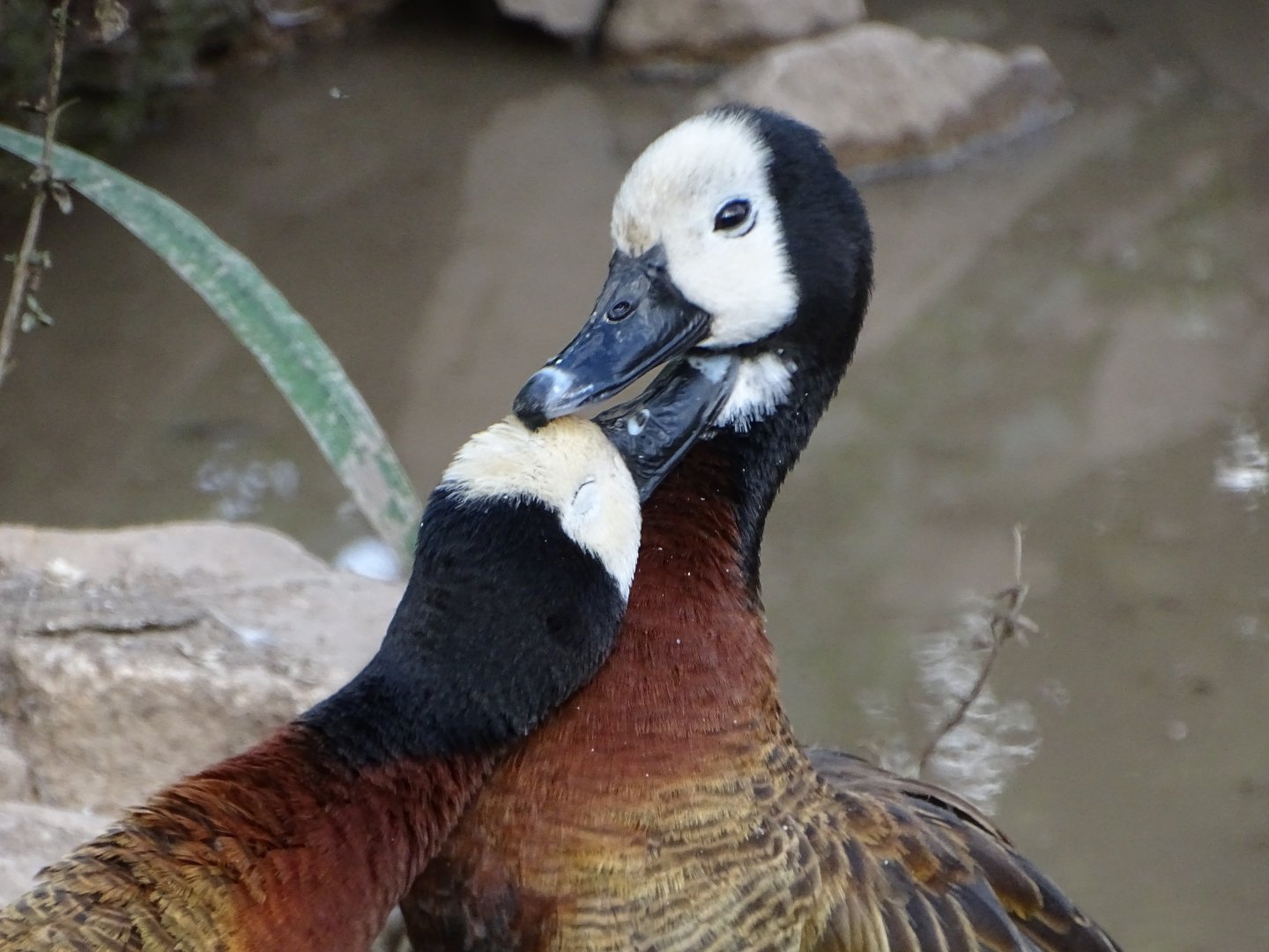 White-faced Whistling Ducks, 14th September 2024
