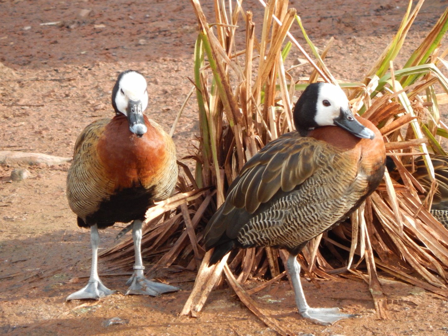 White-faced whistling ducks 240222