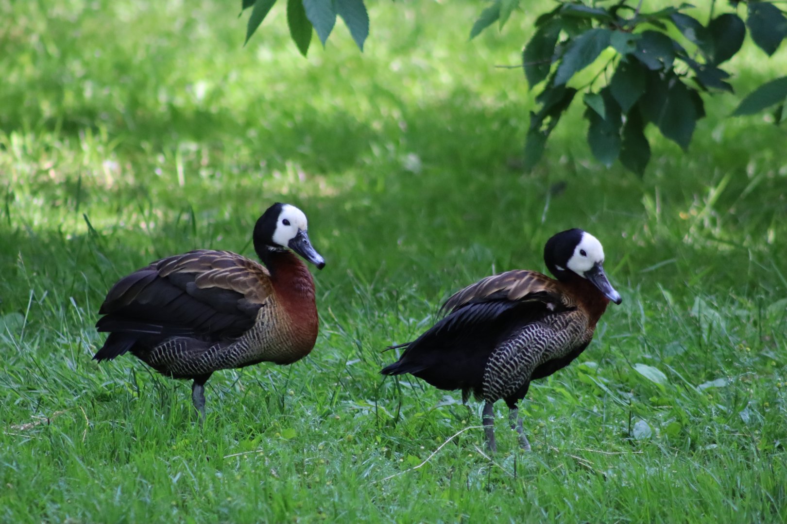 White-faced whistling ducks - 27 June 2021