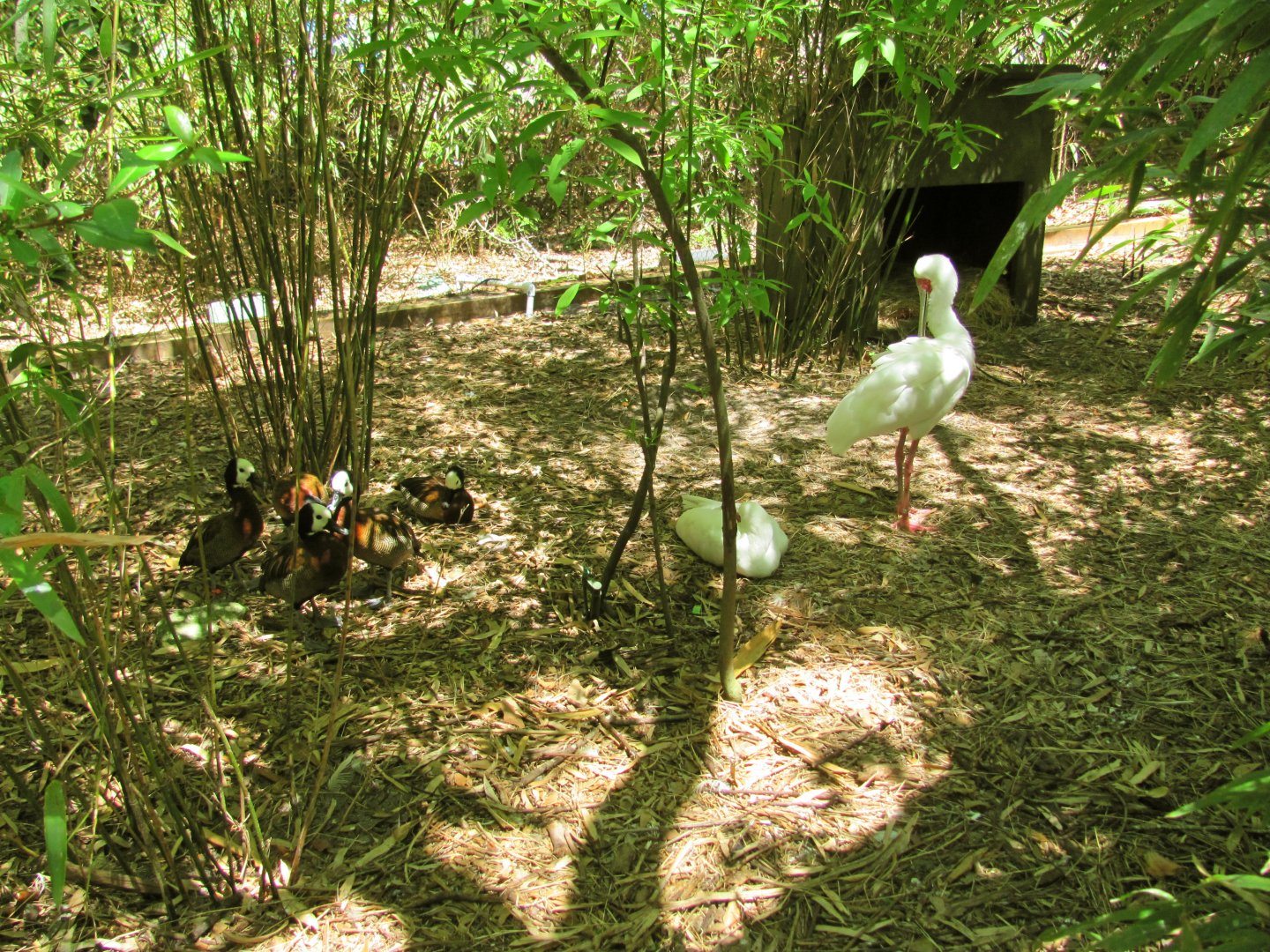White-Faced Whistling Ducks & African Spoonbills