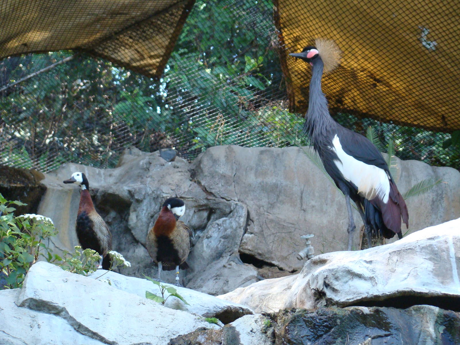 White-faced Whistling Ducks and Black-Crowned Crane