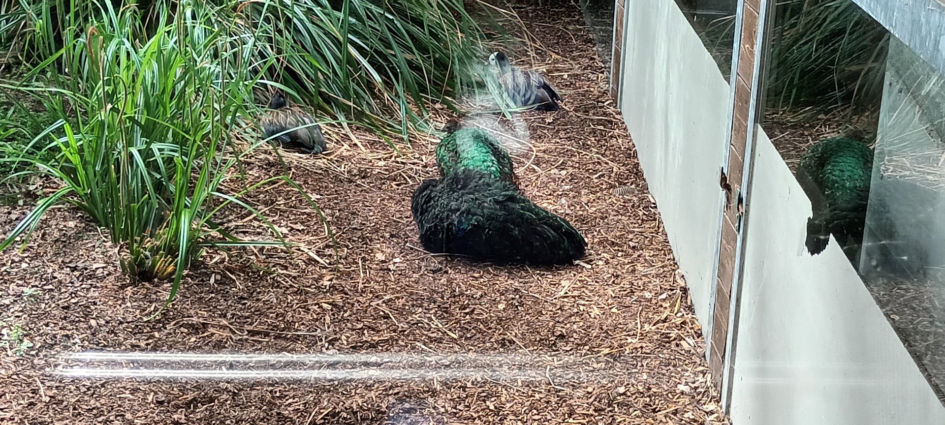 White faced whistling Ducks and Congo Peafowls