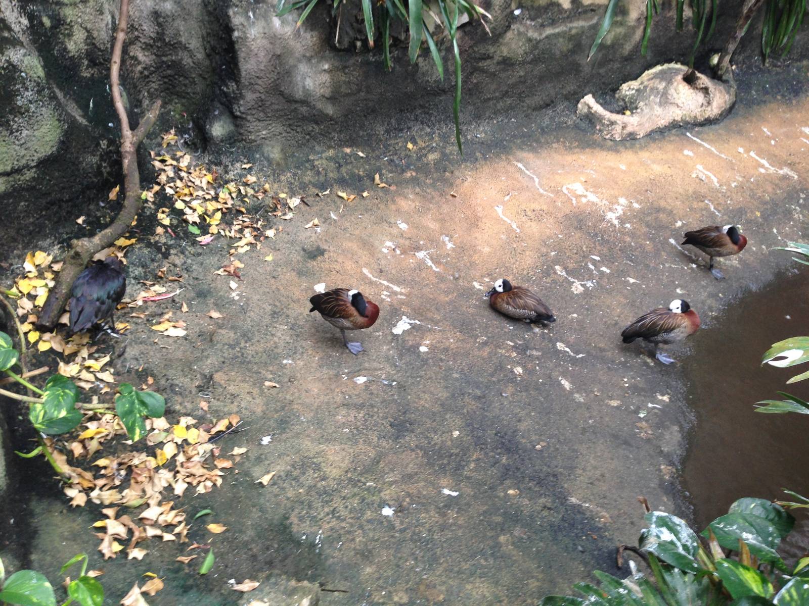 White-faced Whistling Ducks and Glossy Ibis at Tropical World - 02/10/2013