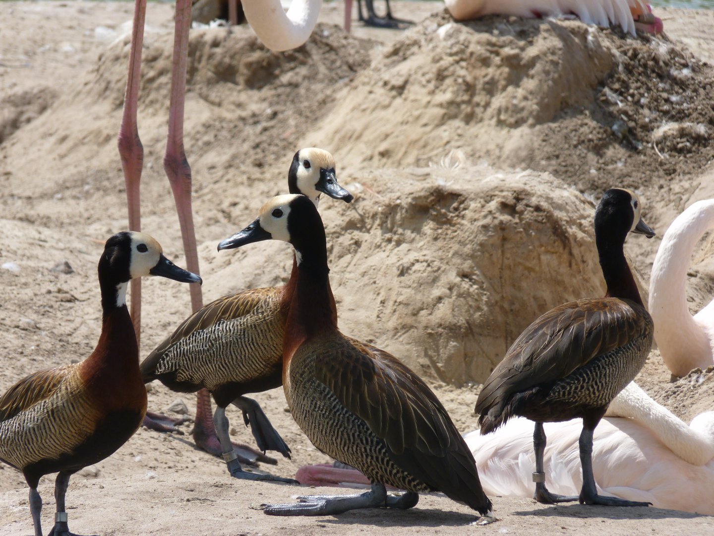 White faced whistling ducks and greater flamingo