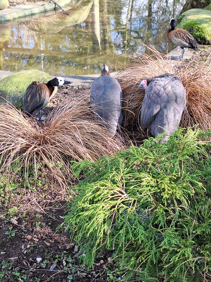 White-faced Whistling Ducks and Helmeted Guineafowl
