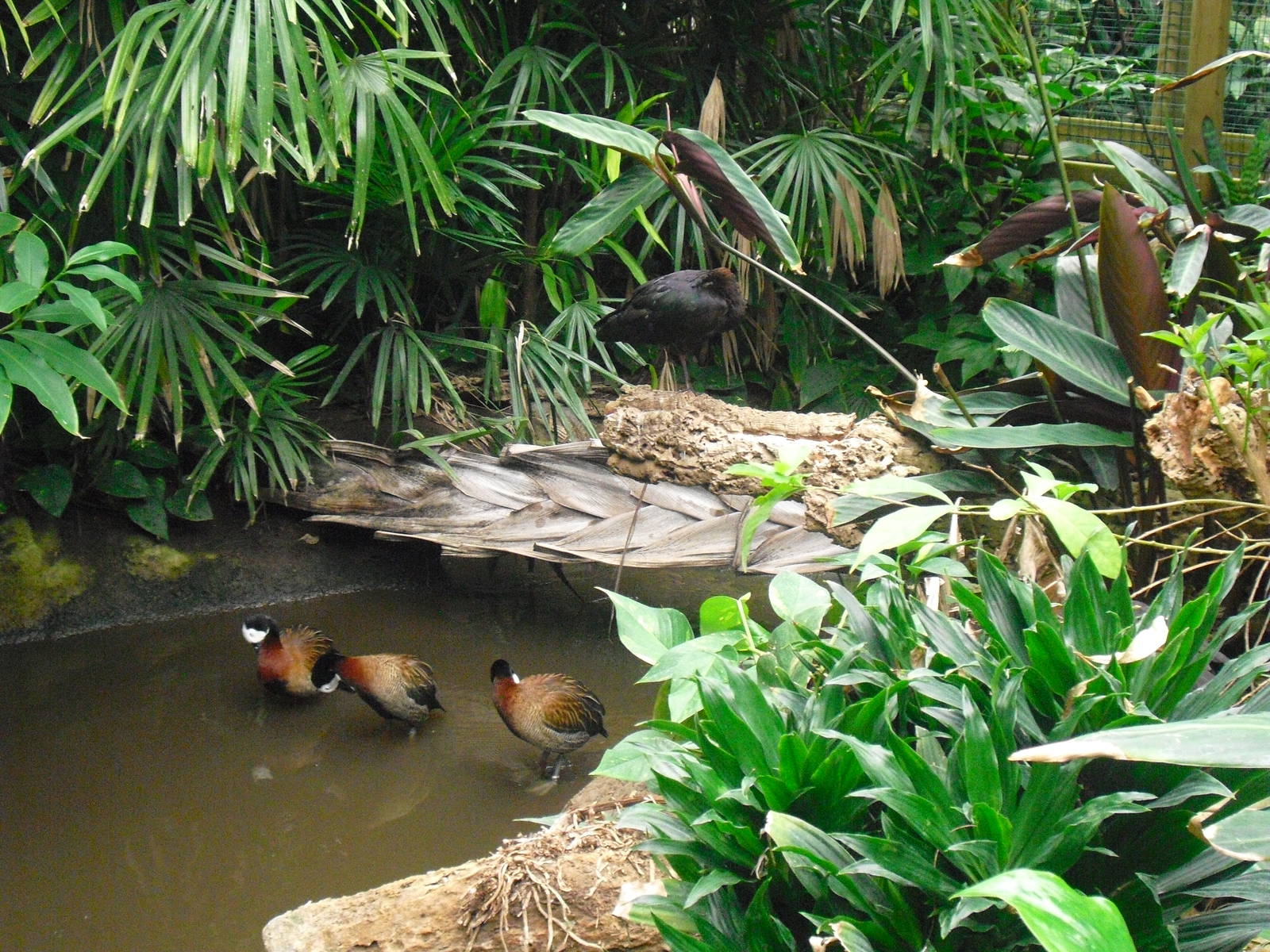 White-faced Whistling Ducks and Puna Ibis - 12/10/2011