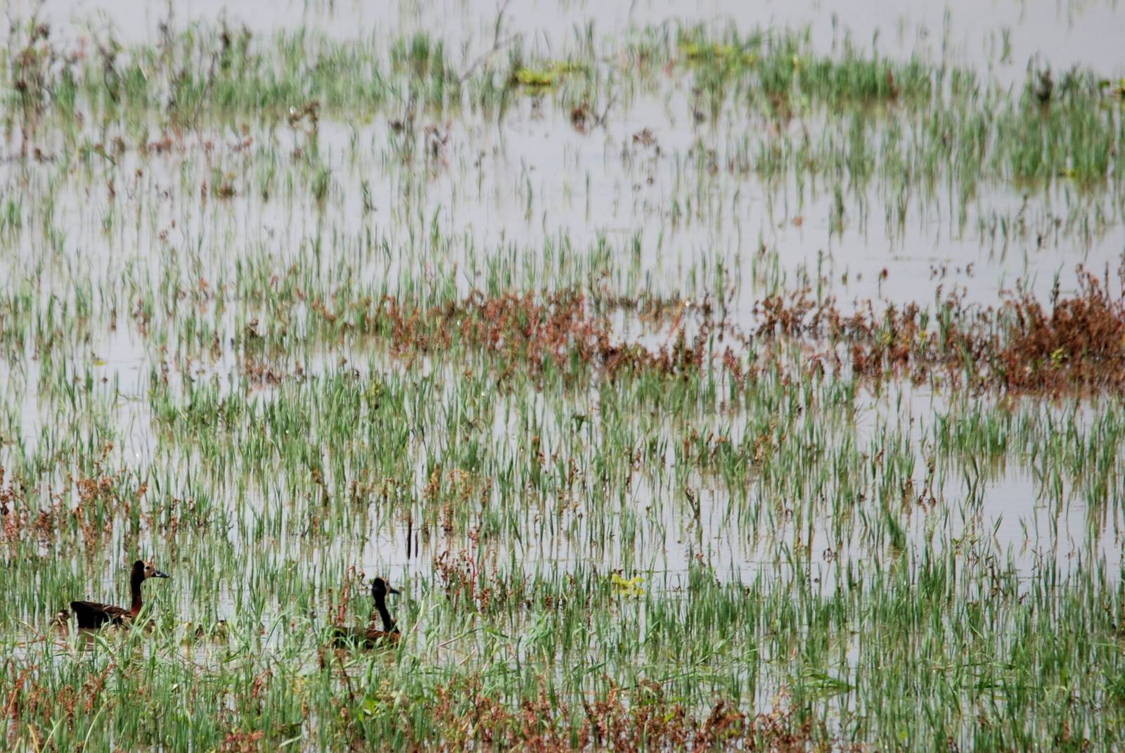 White-faced Whistling Ducks at Lake Koka, 13/10/14