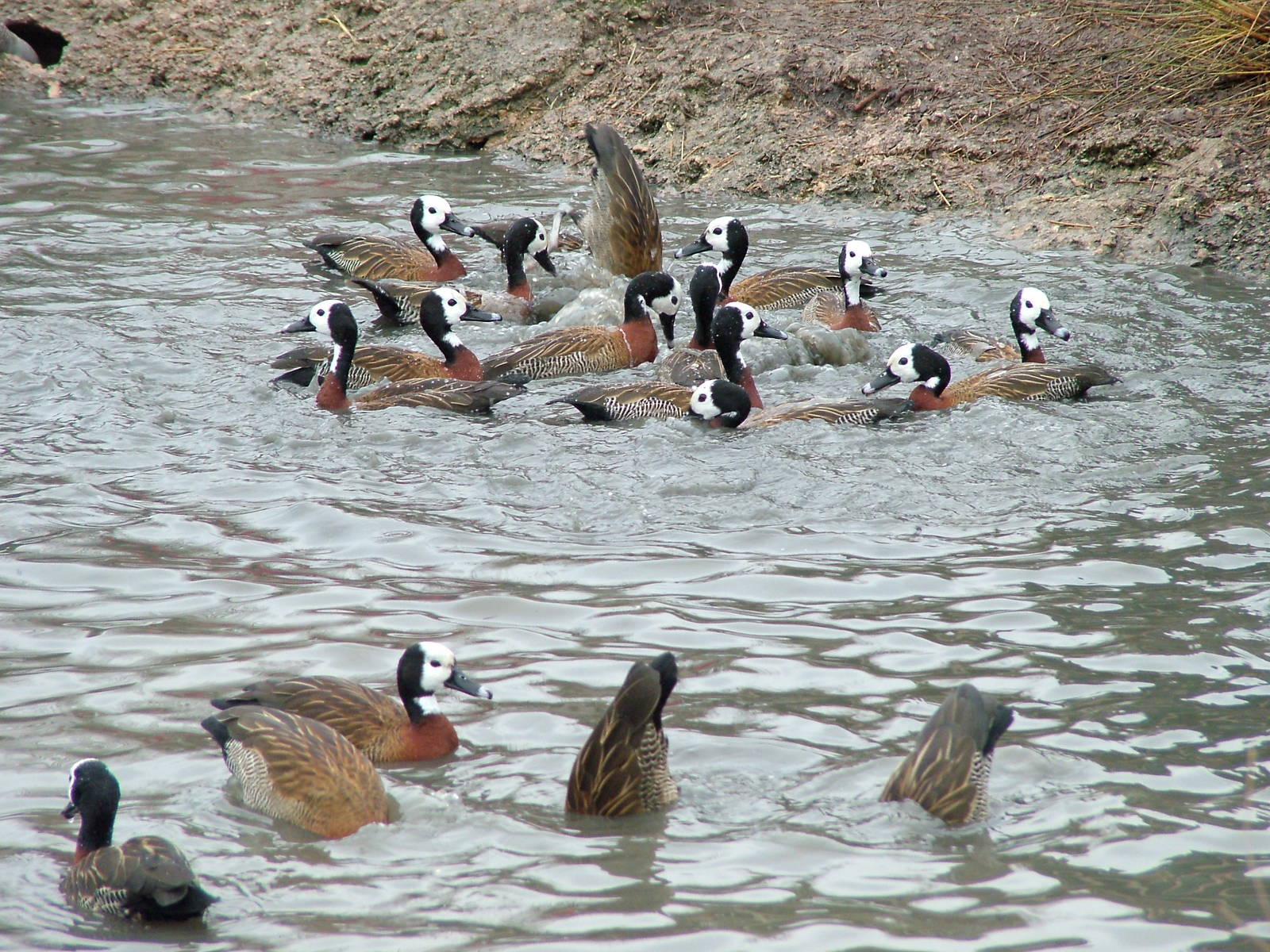 White-faced Whistling Ducks at Slimbridge 06/02/10