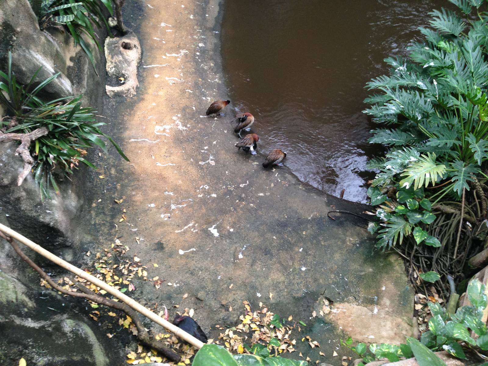 White-faced Whistling Ducks at Tropical World - 02/10/2013