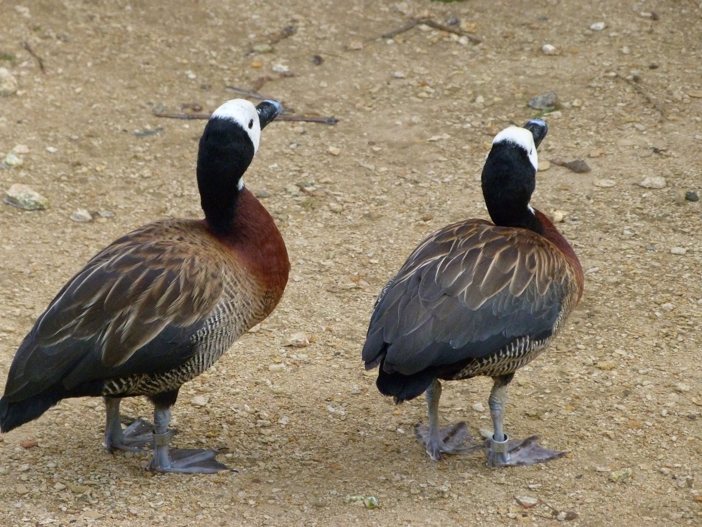 White-faced whistling ducks -Bioparc de Doué la Fontaine (2025)