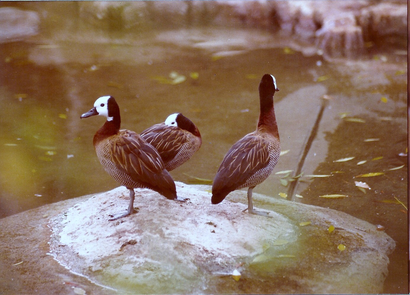 White-faced Whistling Ducks - Circa 1980