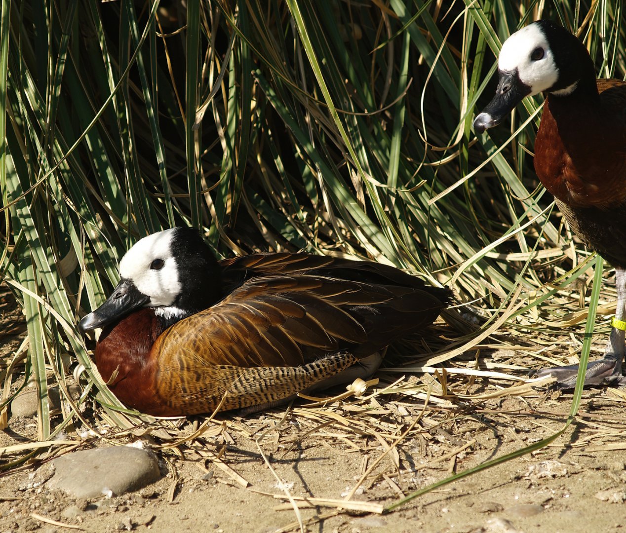 White-faced whistling ducks (Dendrocygna viduata), 2007-04-01