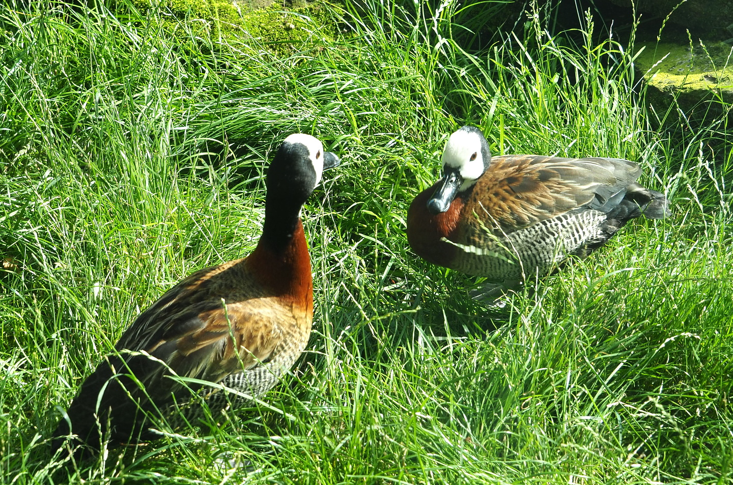 White-faced whistling ducks (Dendrocygna viduata), 2021-07-17