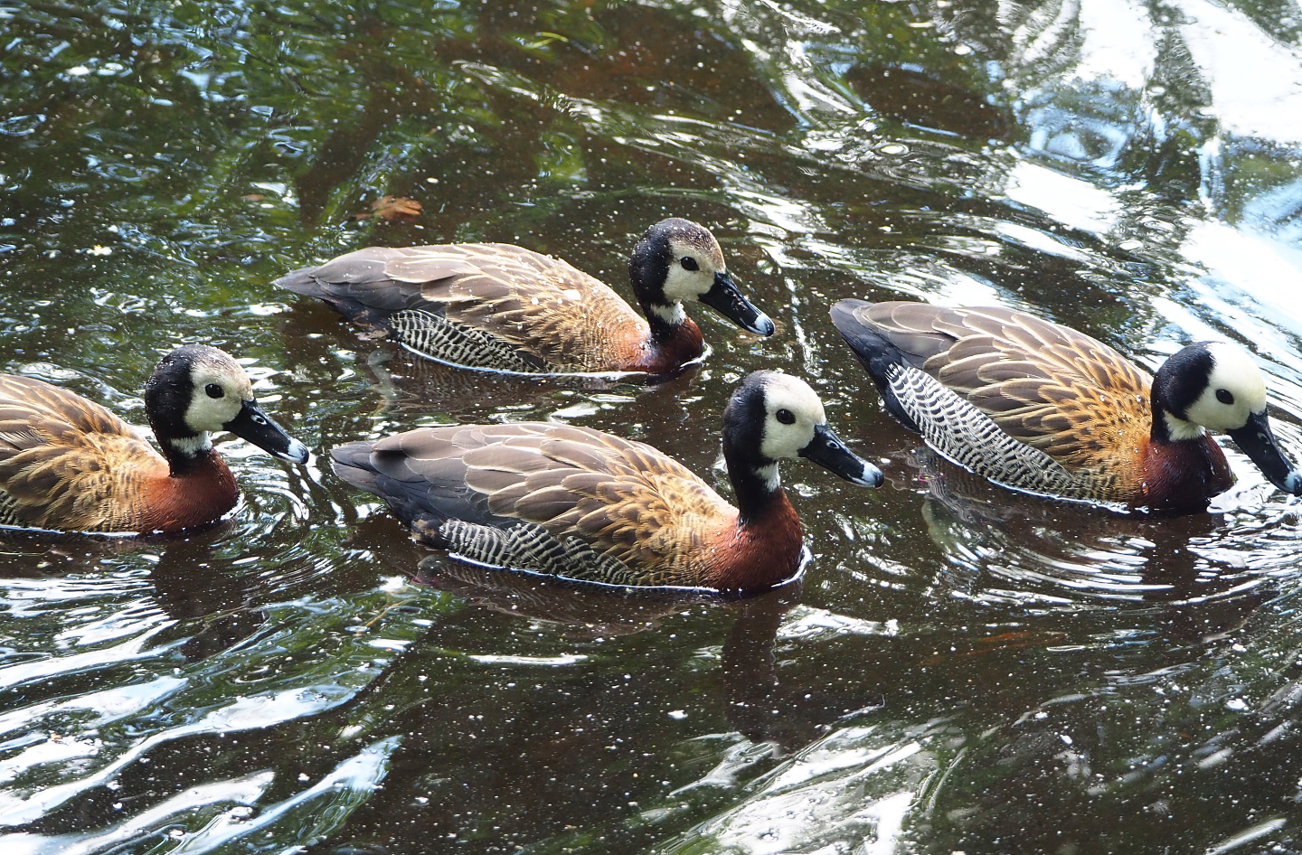 White-faced whistling ducks (Dendrocygna viduata), 2022-05-28