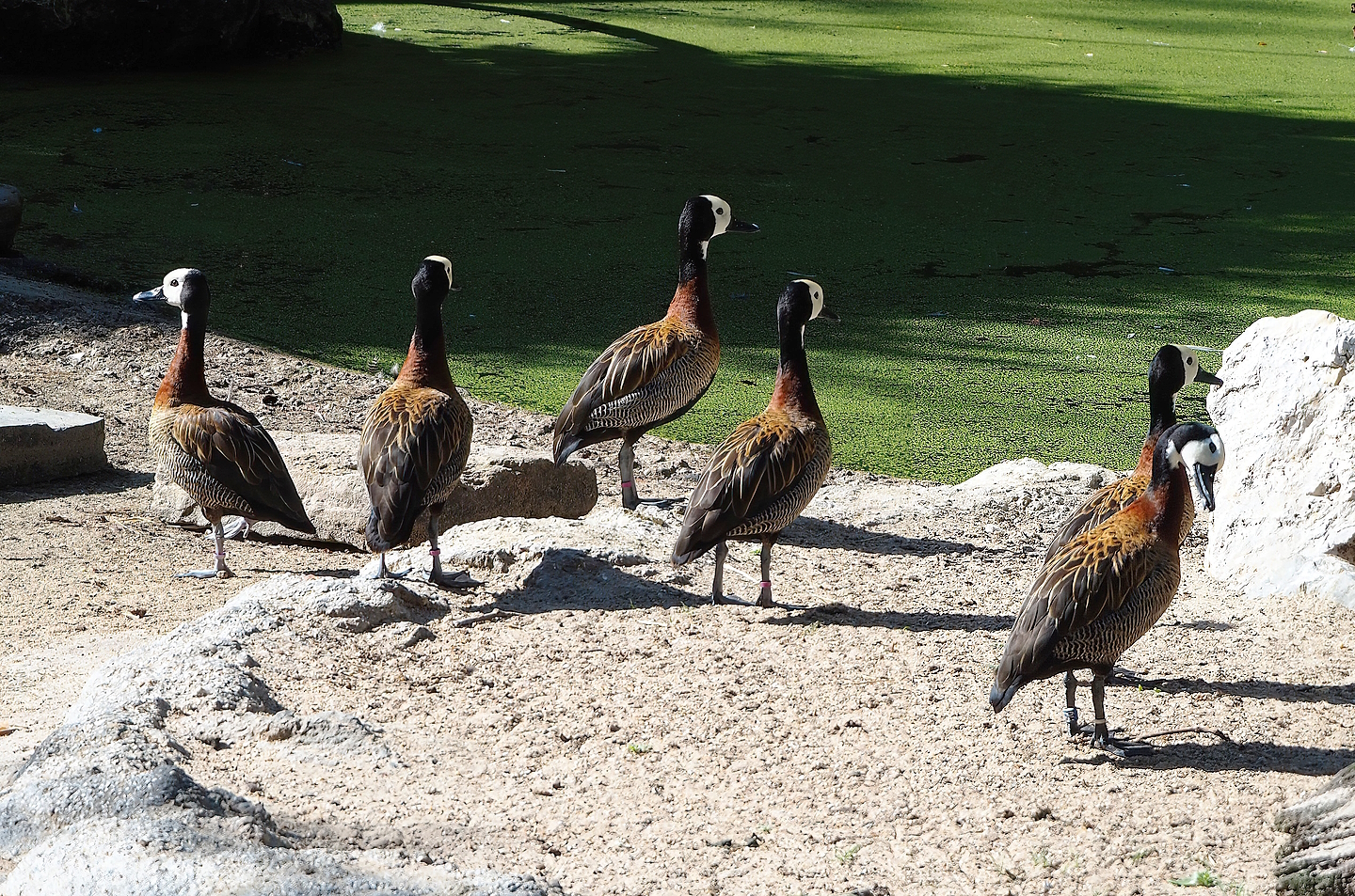 White-faced whistling ducks (Dendrocygna viduata), 2022-08-07