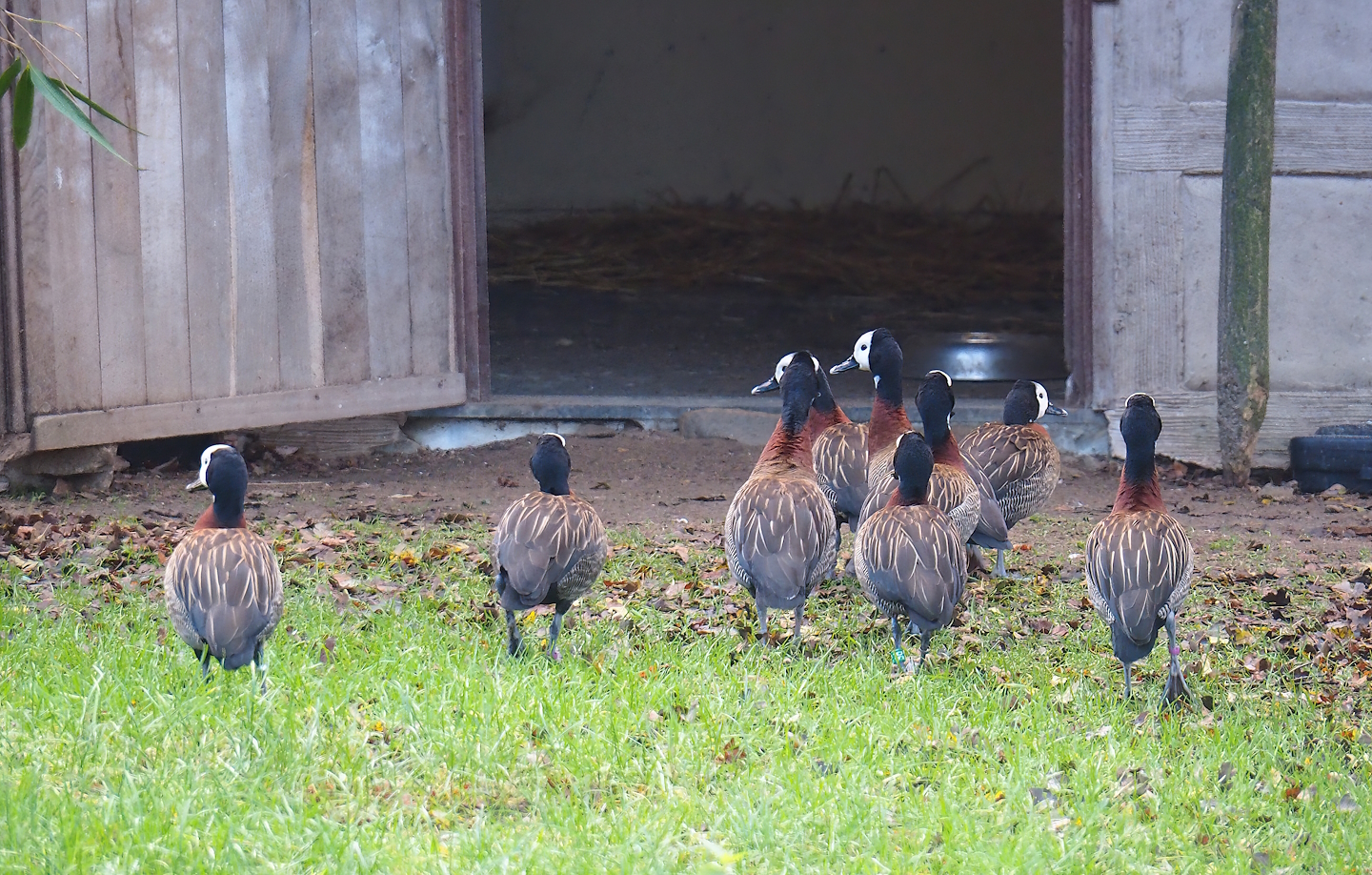 White-faced whistling ducks (Dendrocygna viduata), 2022-12-27