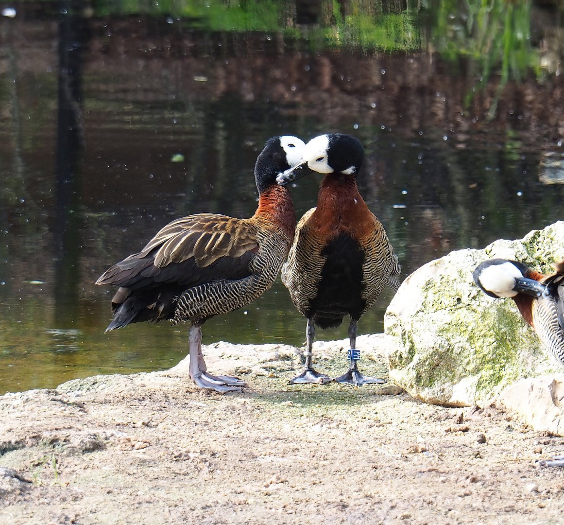 White-faced whistling ducks (Dendrocygna viduata), 2023-03-28
