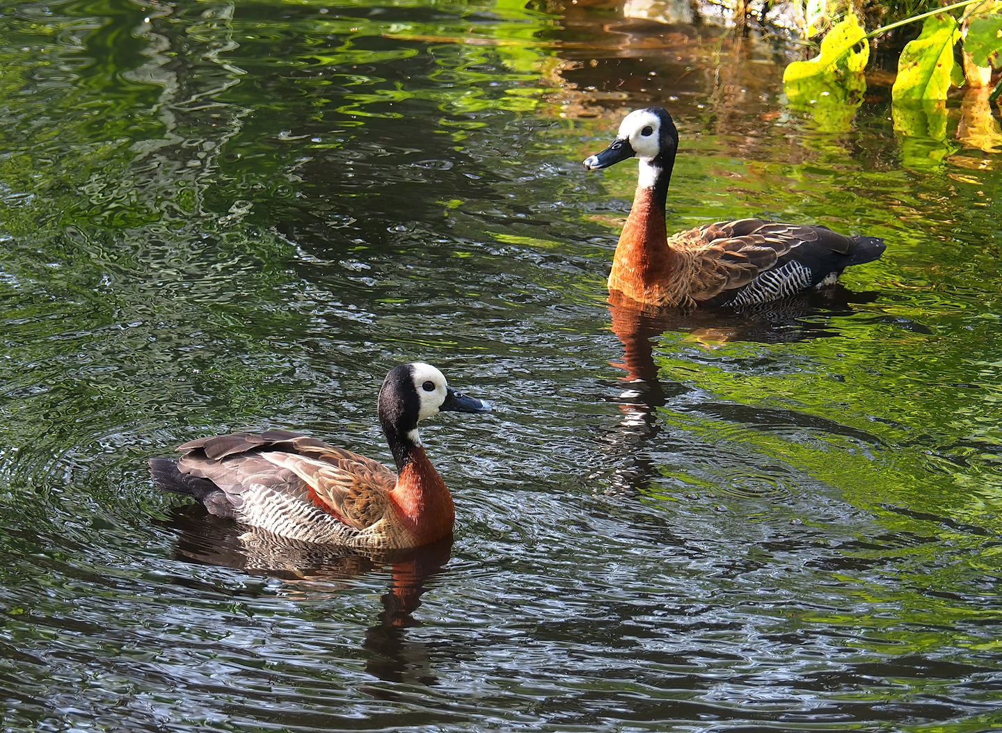 White-faced whistling ducks (Dendrocygna viduata), 2023-09-19