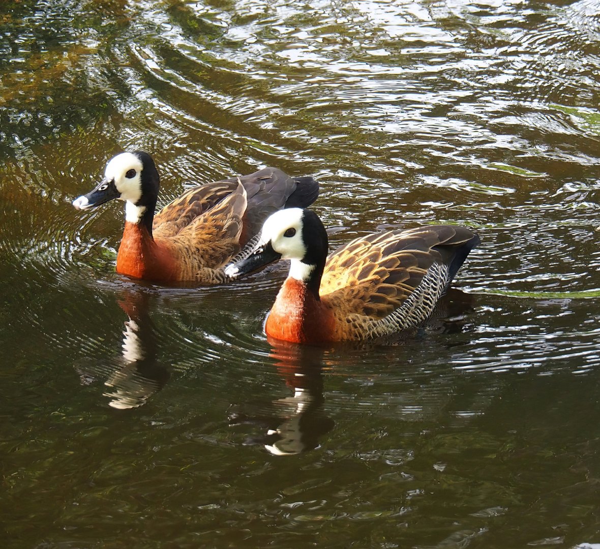 White-faced whistling ducks (Dendrocygna viduata), 2023-09-19