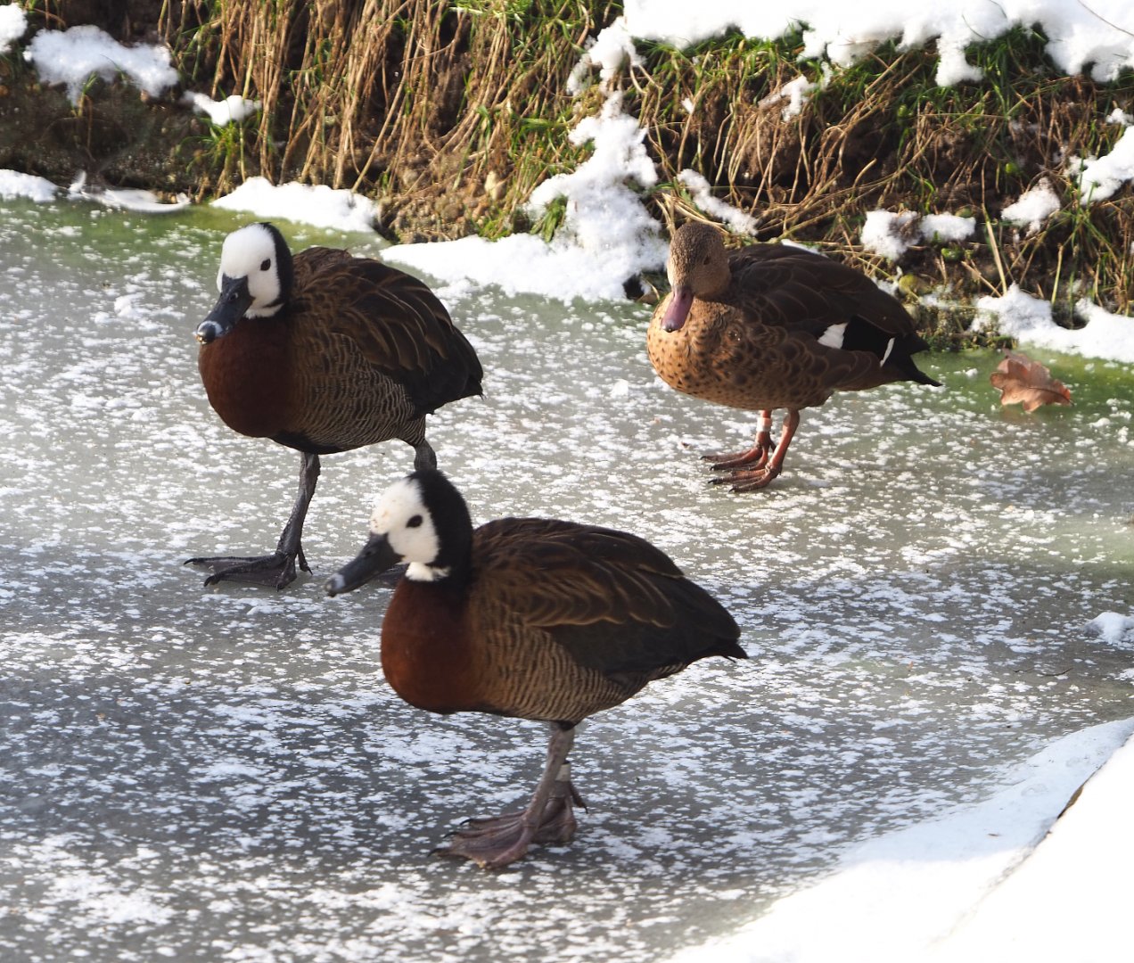 White-faced whistling ducks (Dendrocygna viduata) and Bernier's teal (Anas bernieri) on the ice, 2021-02-14