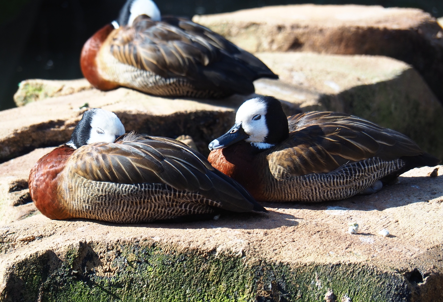 White-faced whistling ducks (Dendrocygna viduata), Feb 27th, 2019