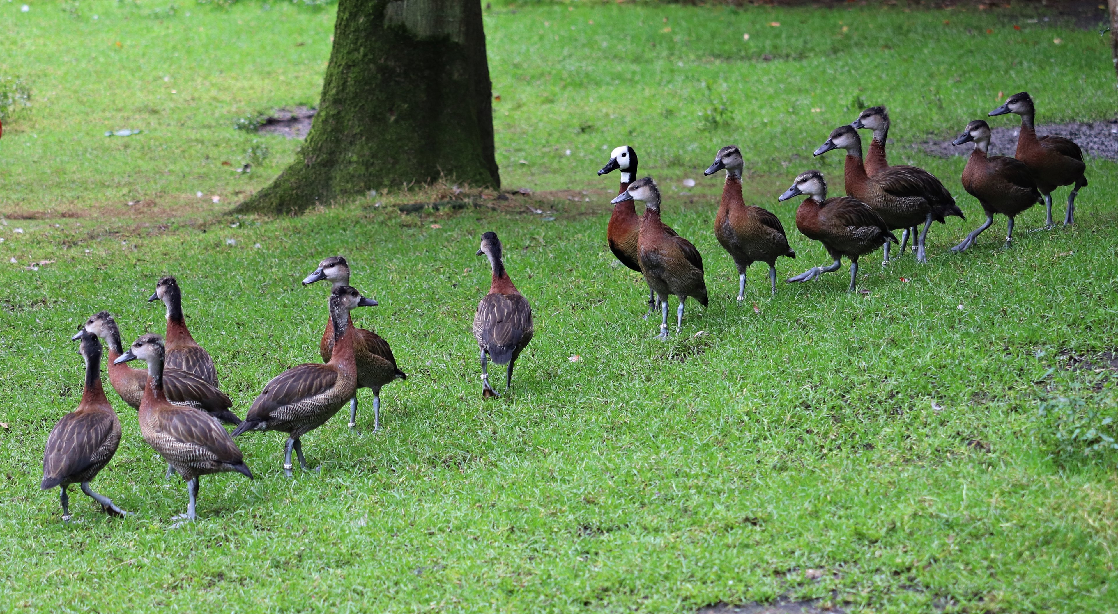 White-faced whistling ducks (Dendrocygna viduata) - Freiflughalle