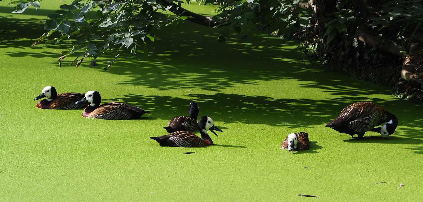 White-faced whistling-ducks (Dendrocygna viduata) in duckweed, 2020-08-15